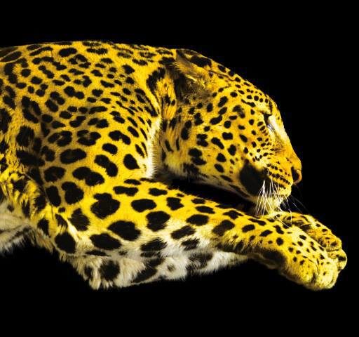 Locarno Film Festival